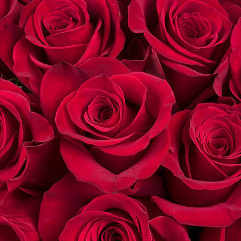 Ivresse d'Amour 30 Roses Rouges